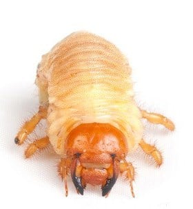 Pest Control Lakewood California