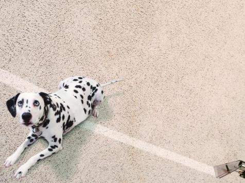 Avatar for Able Chem-Dry