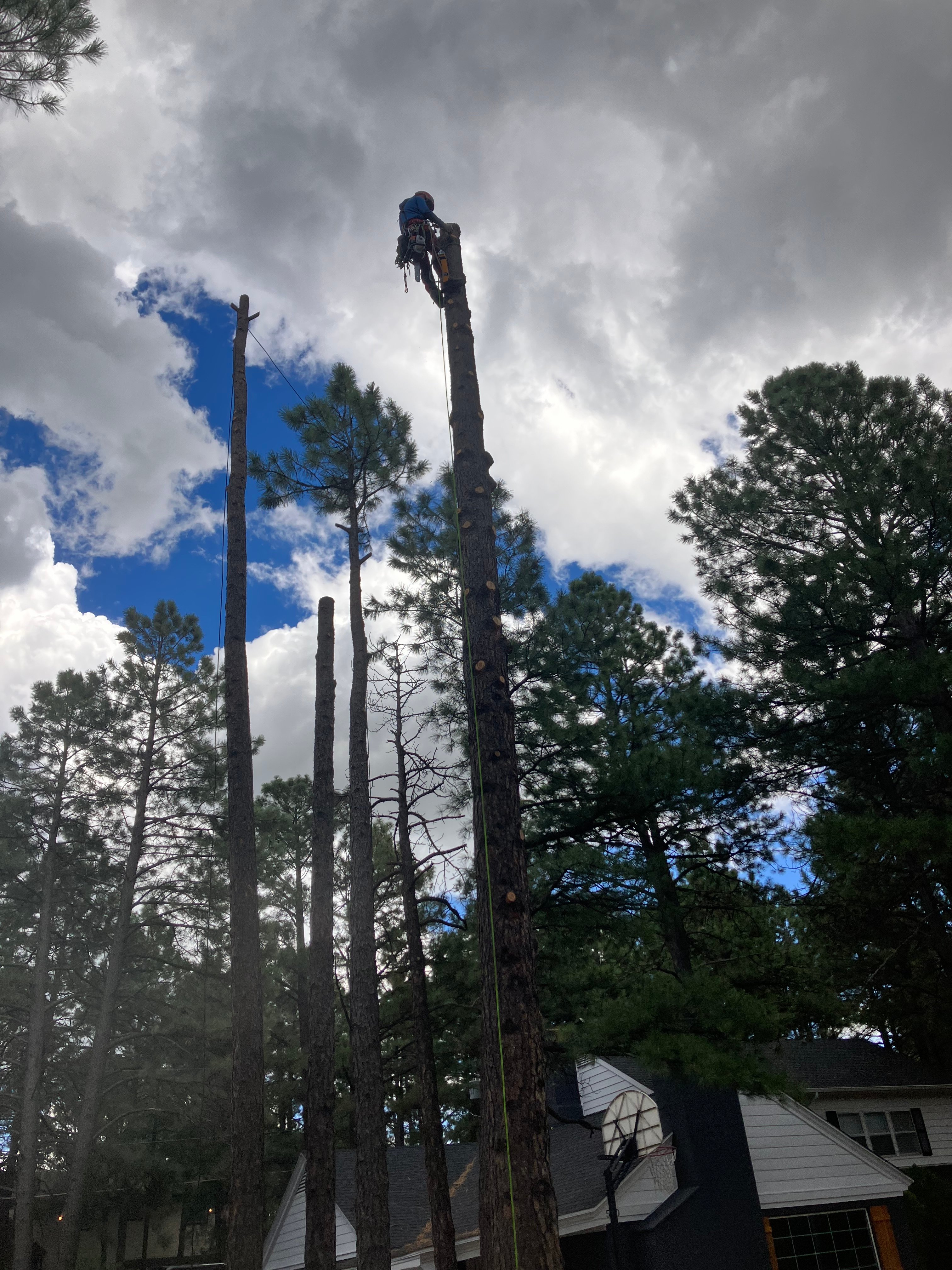 Avatar for Hold Fast Tree and Land Care