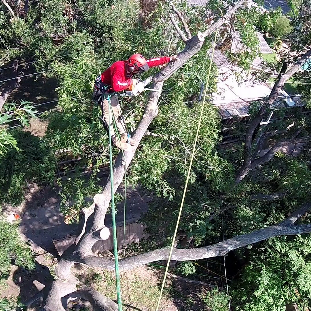 Paul Bunyan Tree Service Reviews Grand Prairie, TX Angi