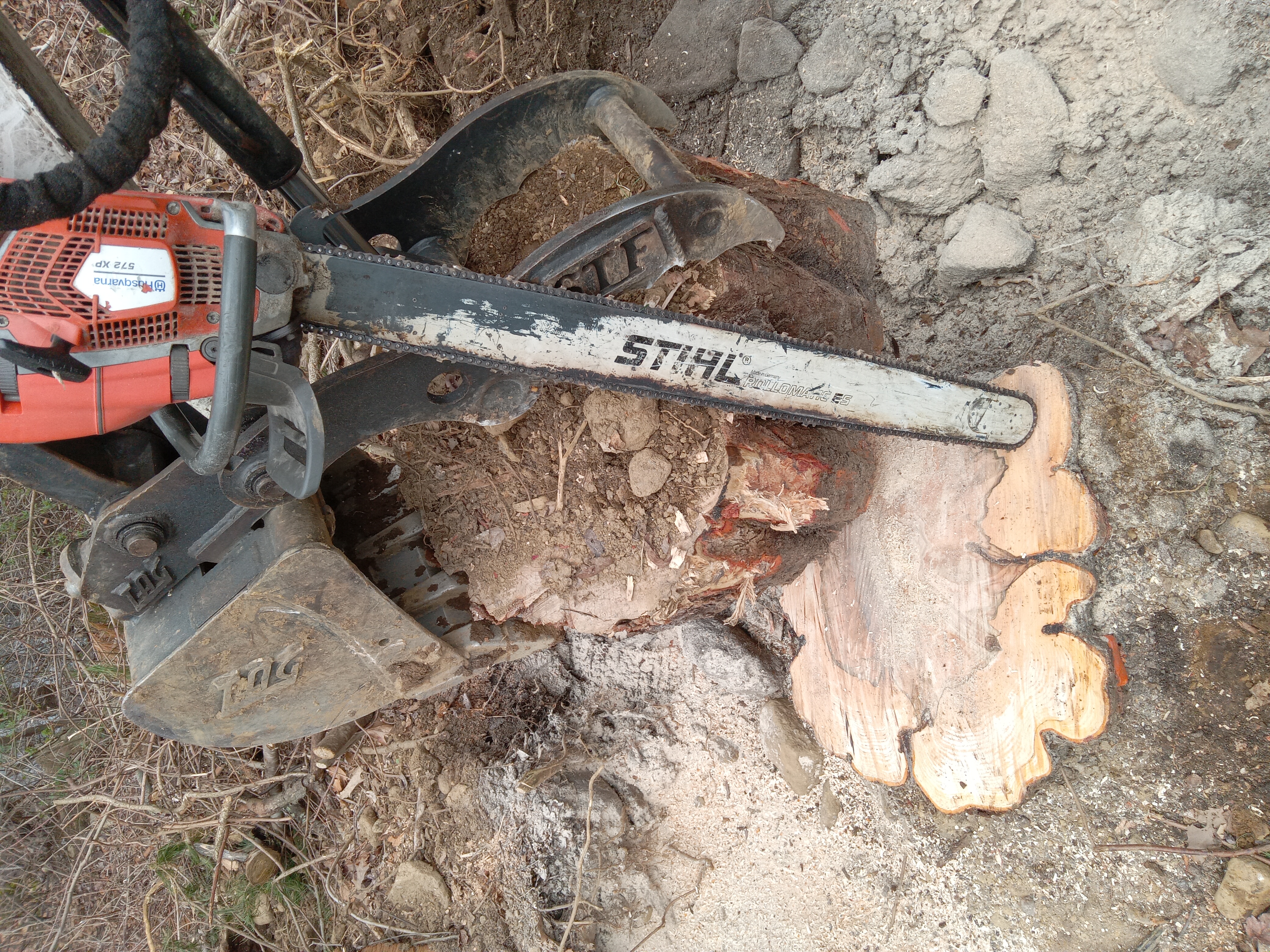 Avatar for Top Teir Tree