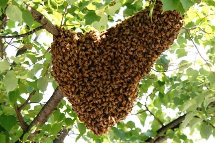 SWARM