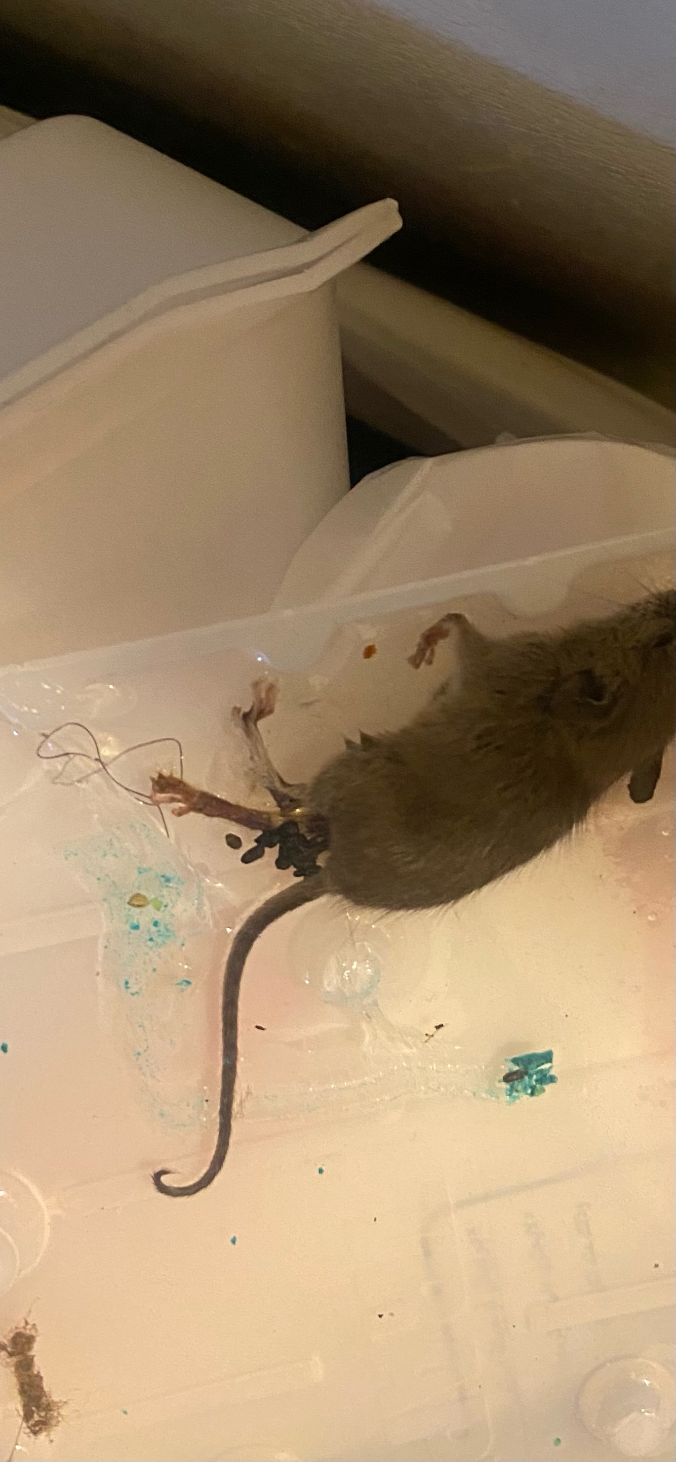 Avatar for Quality Exterminator