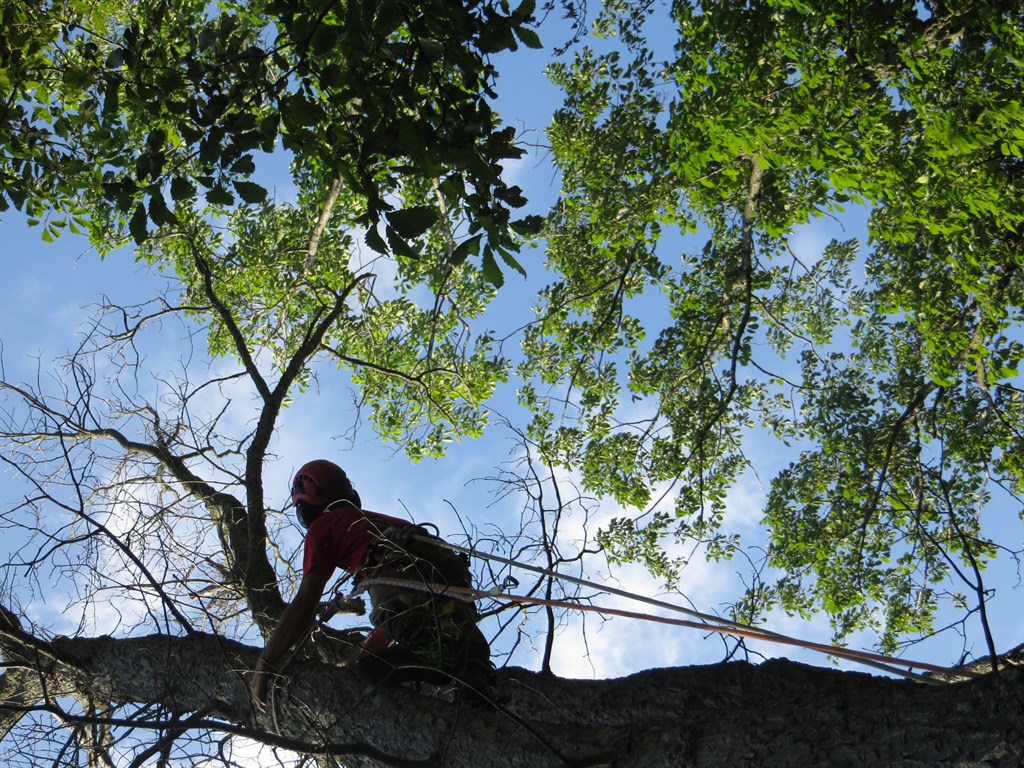 Christopher Climbing Chestnut Oak