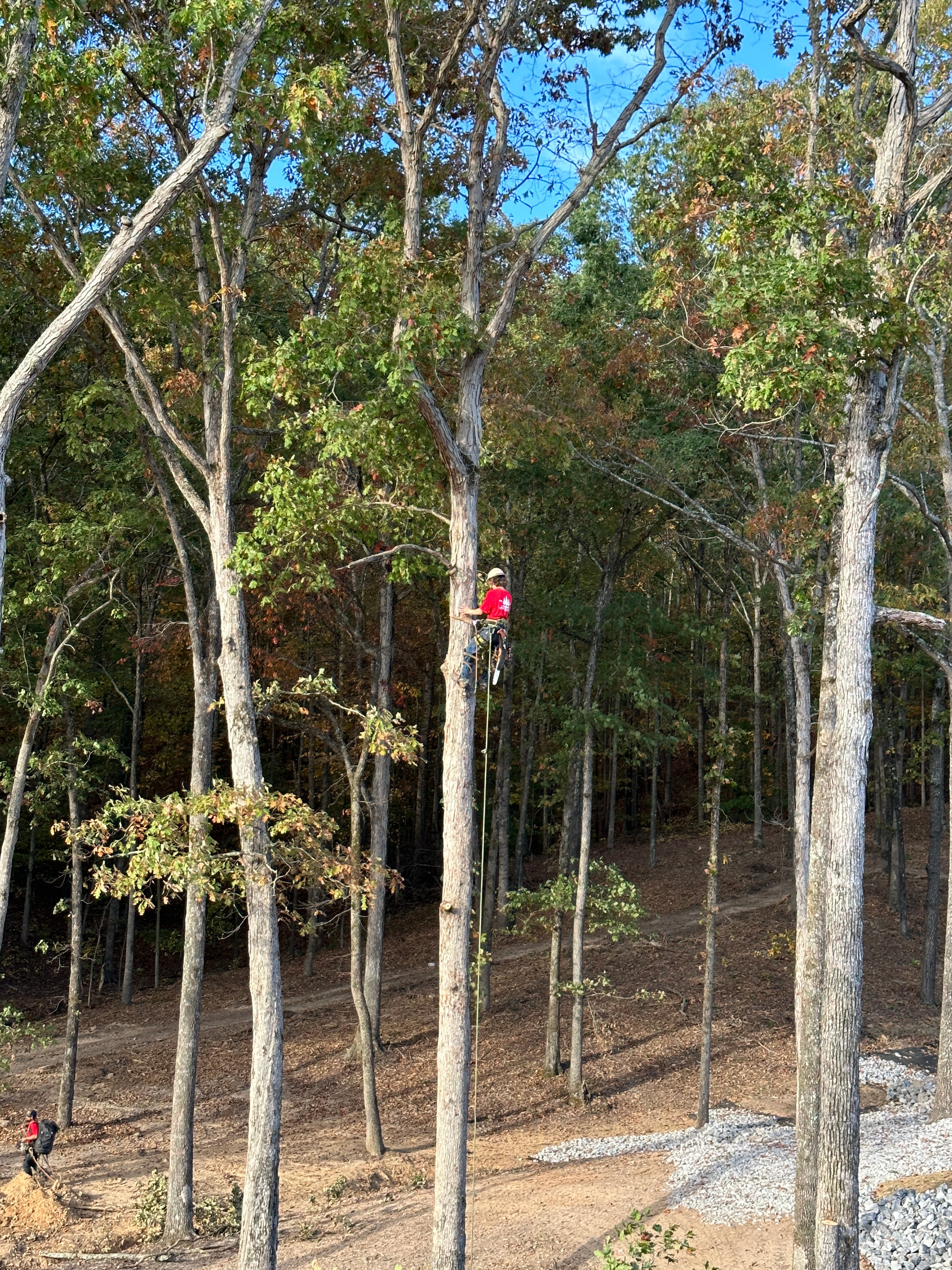 Avatar for Clayton Family Tree