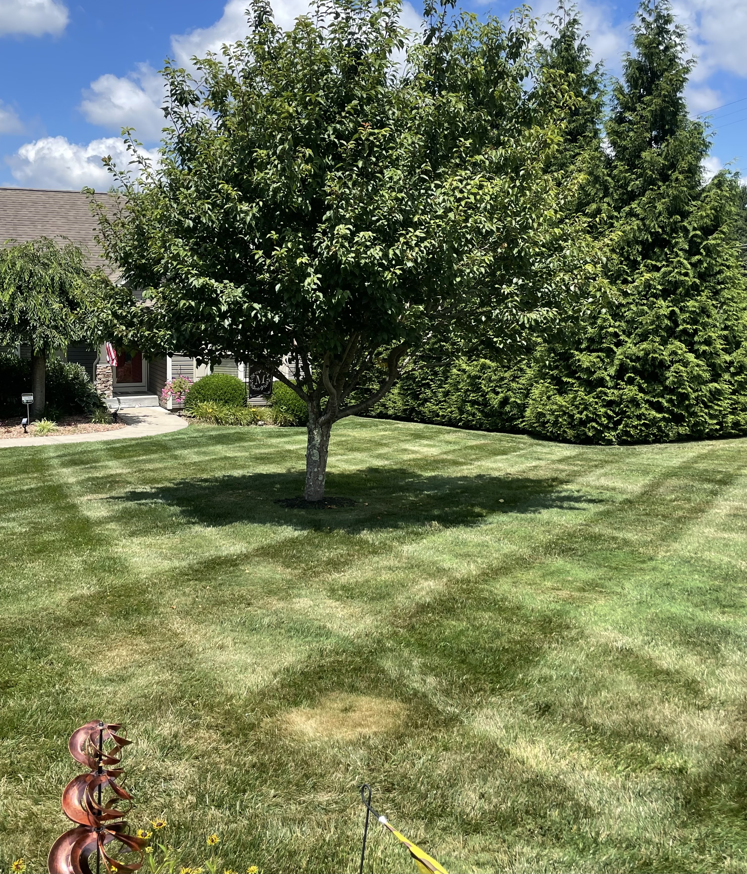 Avatar for A Cut Above Lawn Care