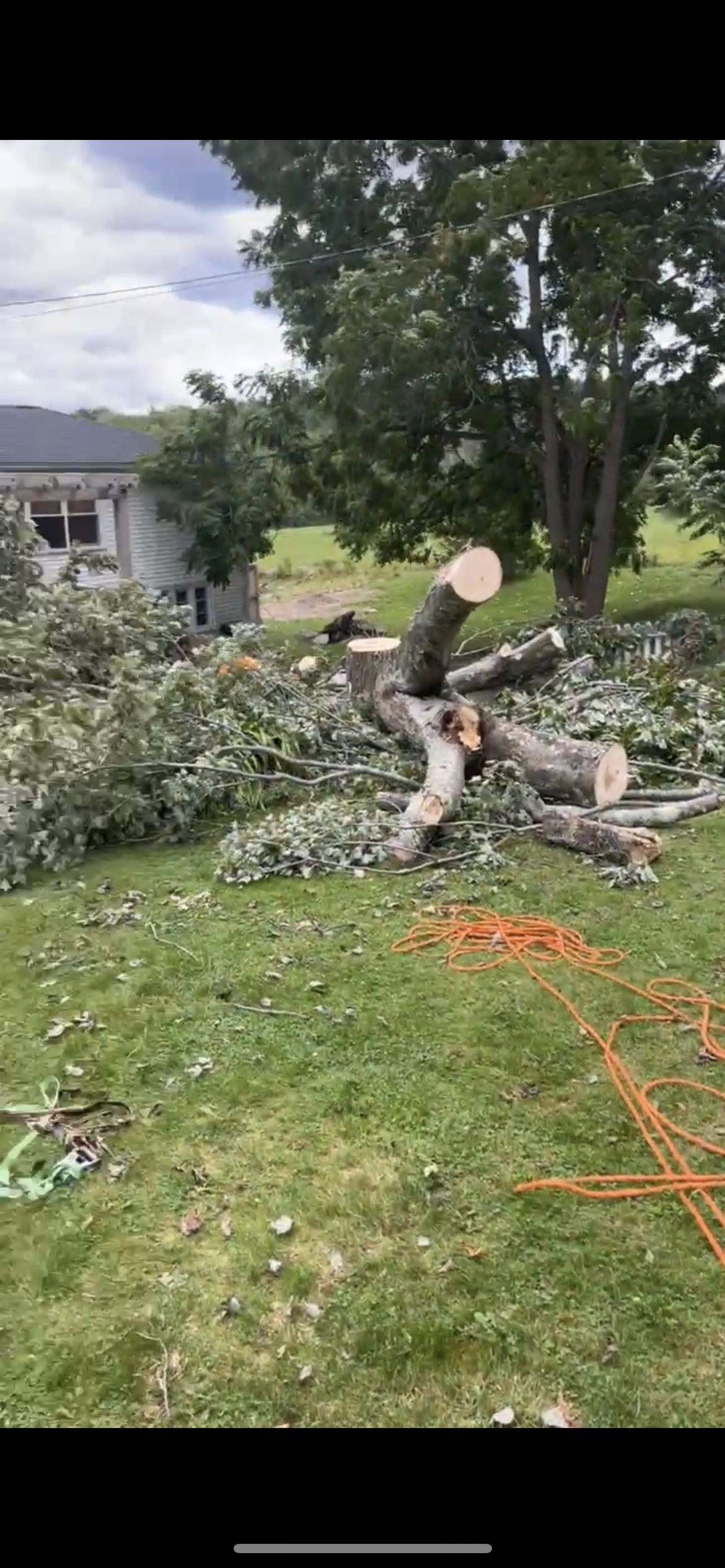 Avatar for James tree service