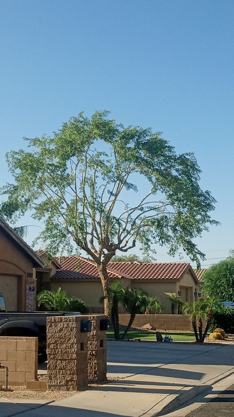 Avatar for Treehugers