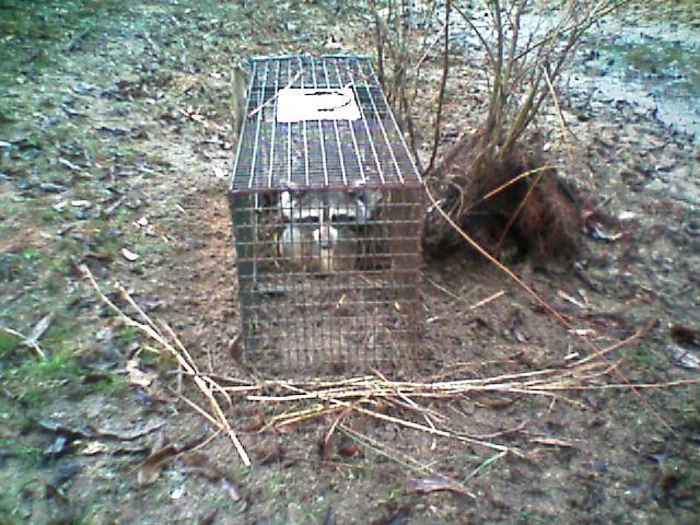 Avatar for Grey Wolf Animal Control