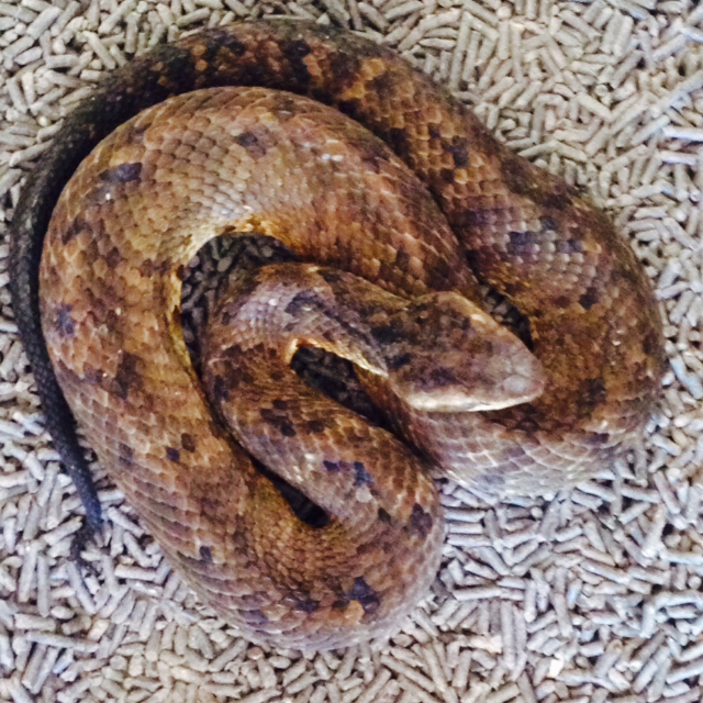 Avatar for M F Wildlife Control