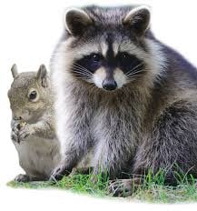 Avatar for Robert’s animal removal