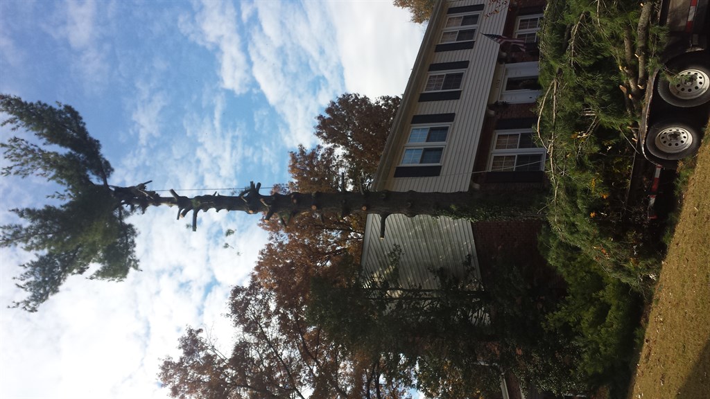 Tree Removal