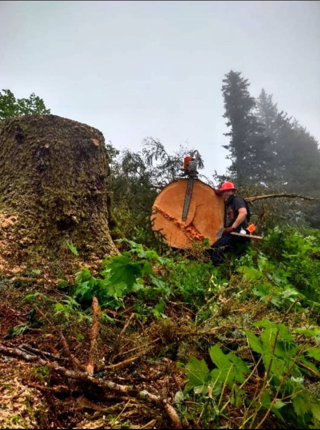 Avatar for Emerald Island Enterprise