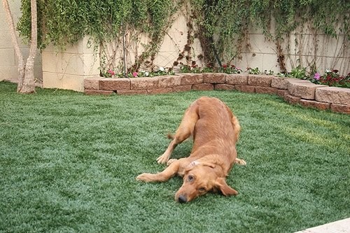 artificial grass for dogs