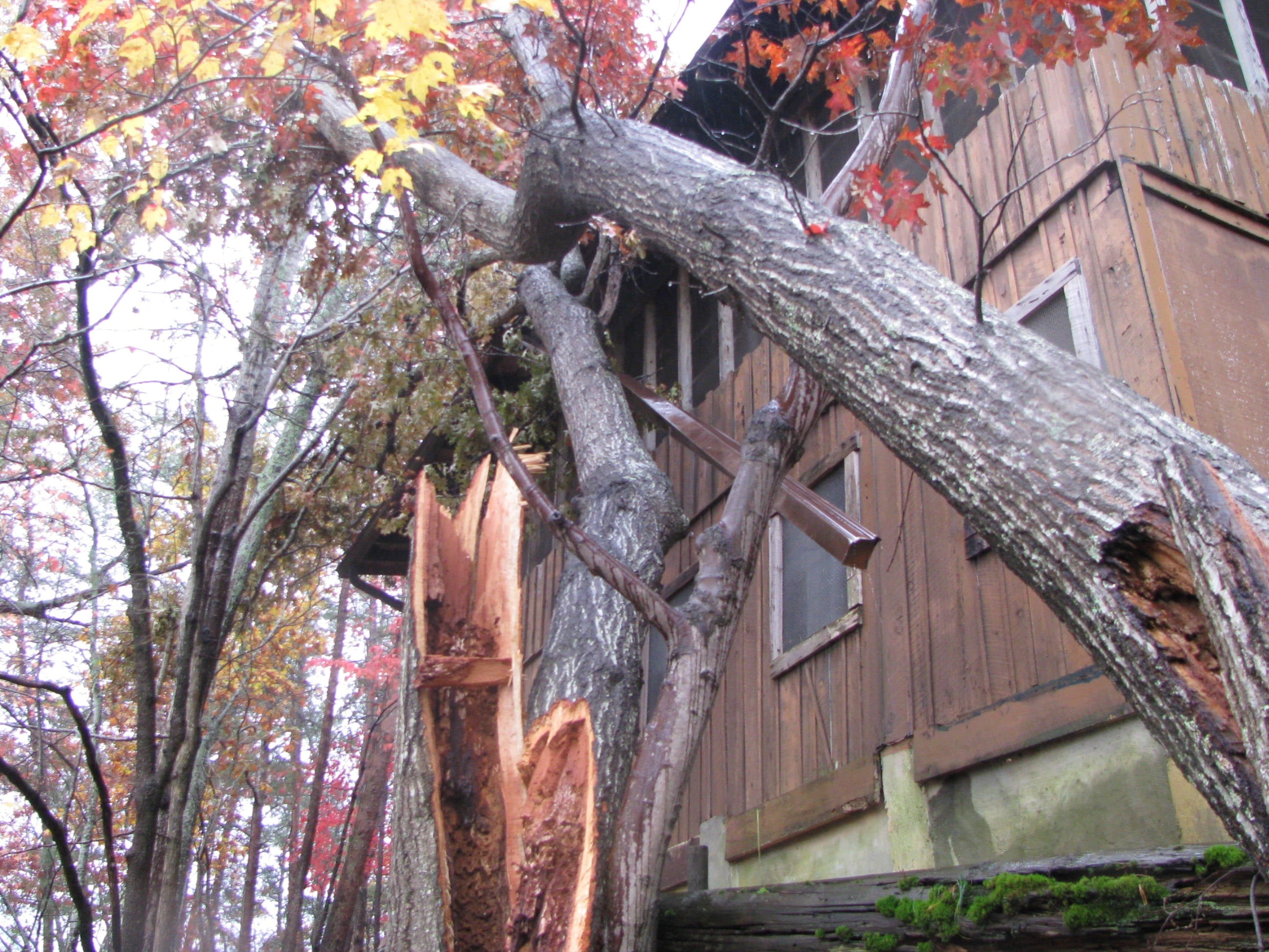 Avatar for Evergreen Tree Service