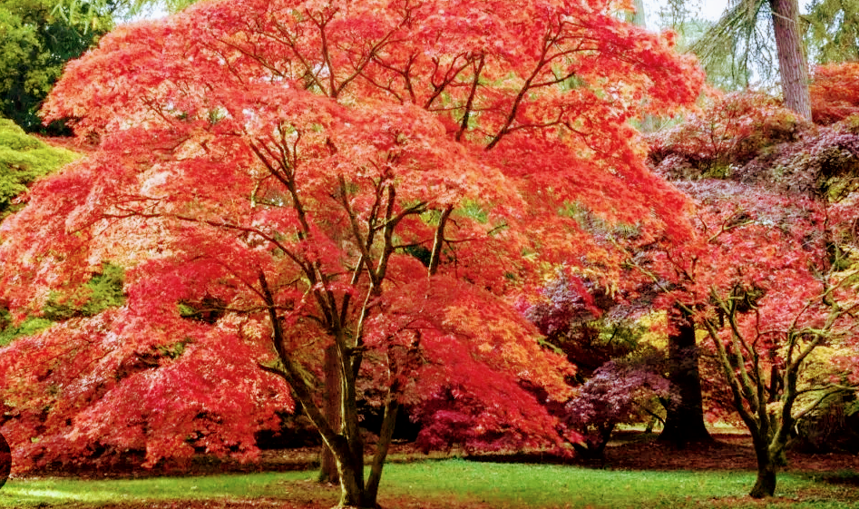 Avatar for RJ'S Tree Service 