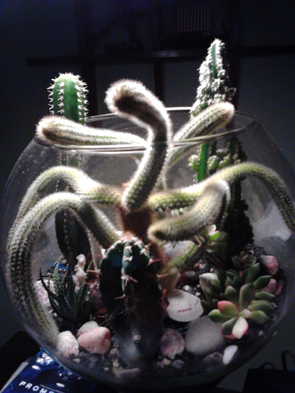 cactus bonsai creations