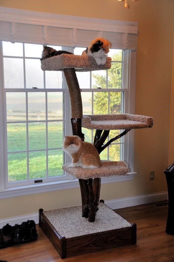 Avatar for Perfect Petz