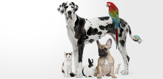 Logo for Paws Up Pet Sitting