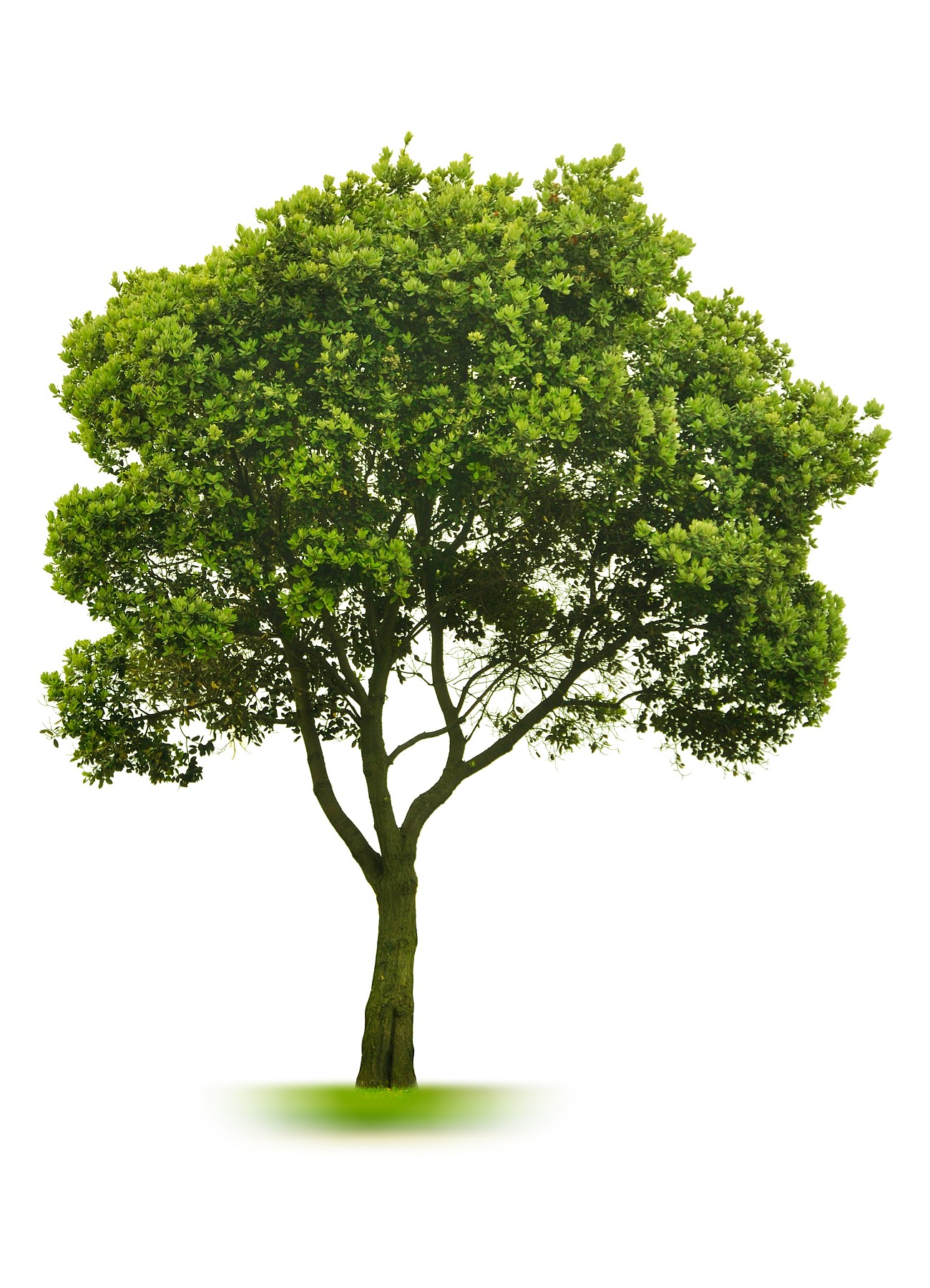 Logo for Arrow Tree Service