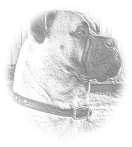 Avatar for Big Dog Home and Business Services, LLC
