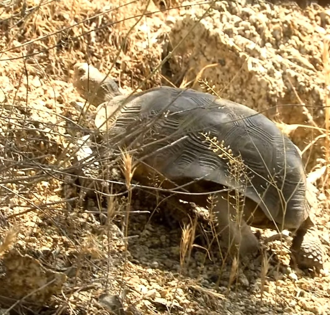 Avatar for Jj cleaning