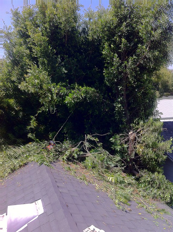 Severe Ficus 