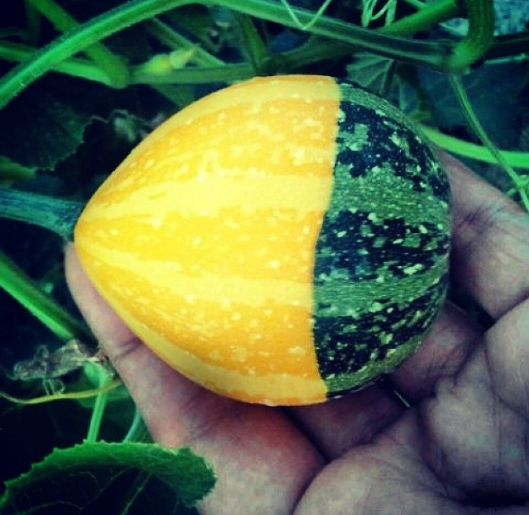 Avatar for Plantnerdist Horticultural Consulting