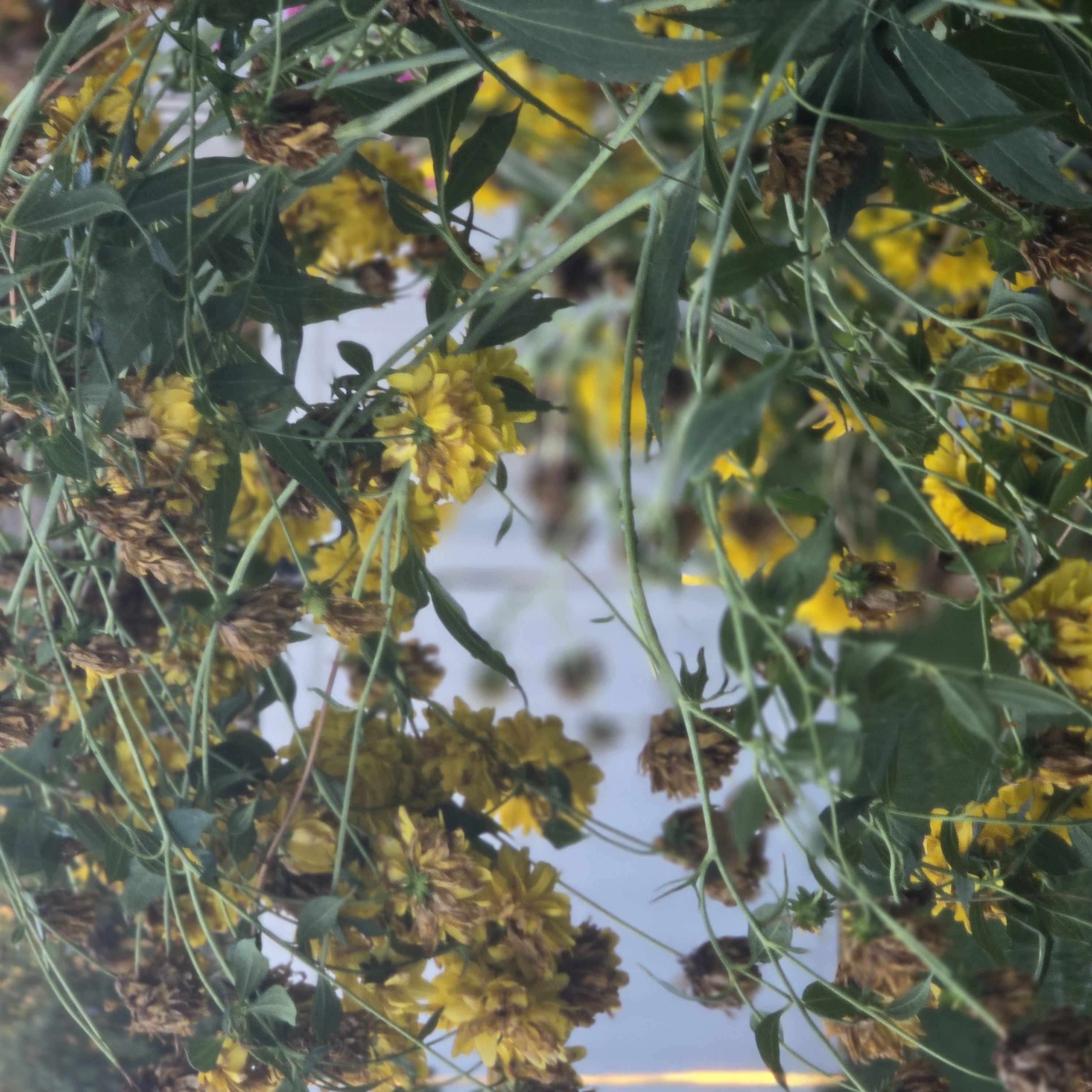 Avatar for Schmitty Solutions L.L.C