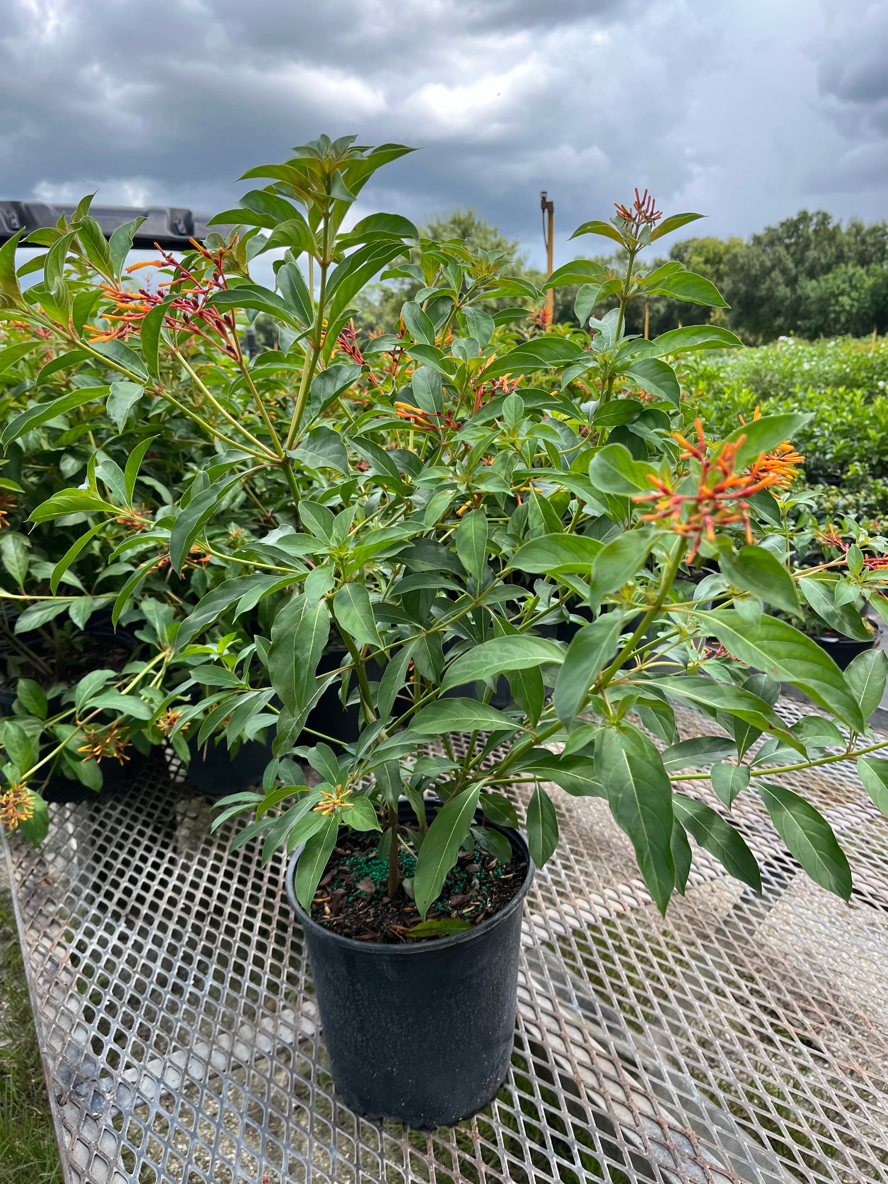 Avatar for Los Perez Nurseria 