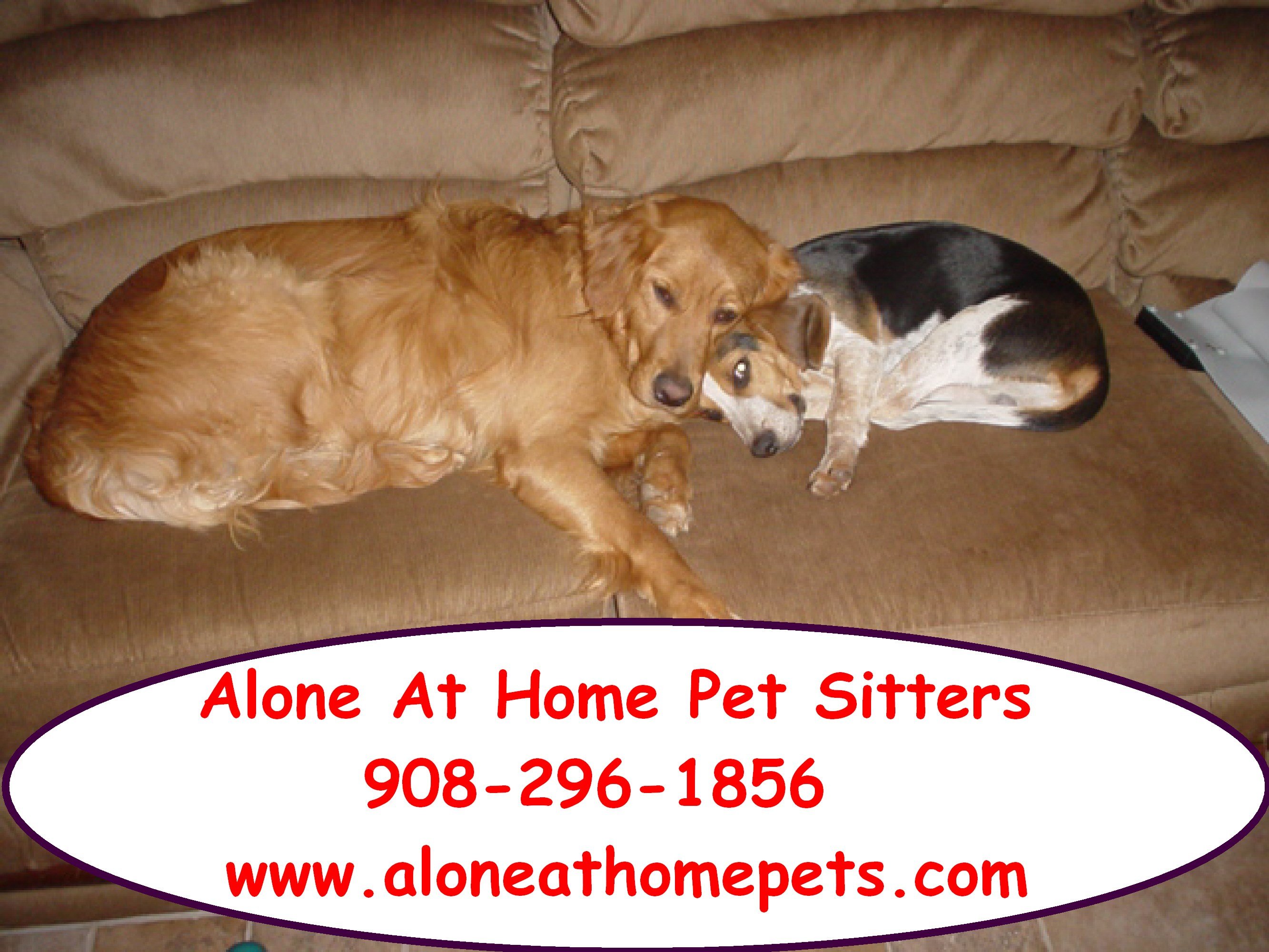 Logo for ALONE AT HOME PET SITTERS