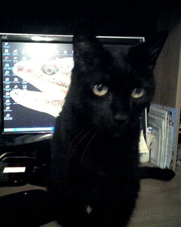Bob the Cat