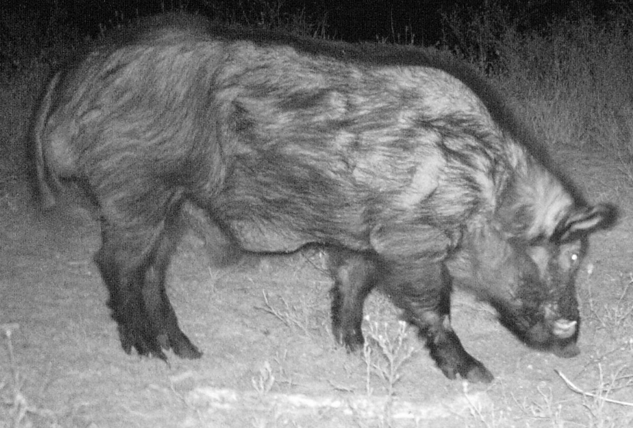 Avatar for Wild Pig Removal Inc