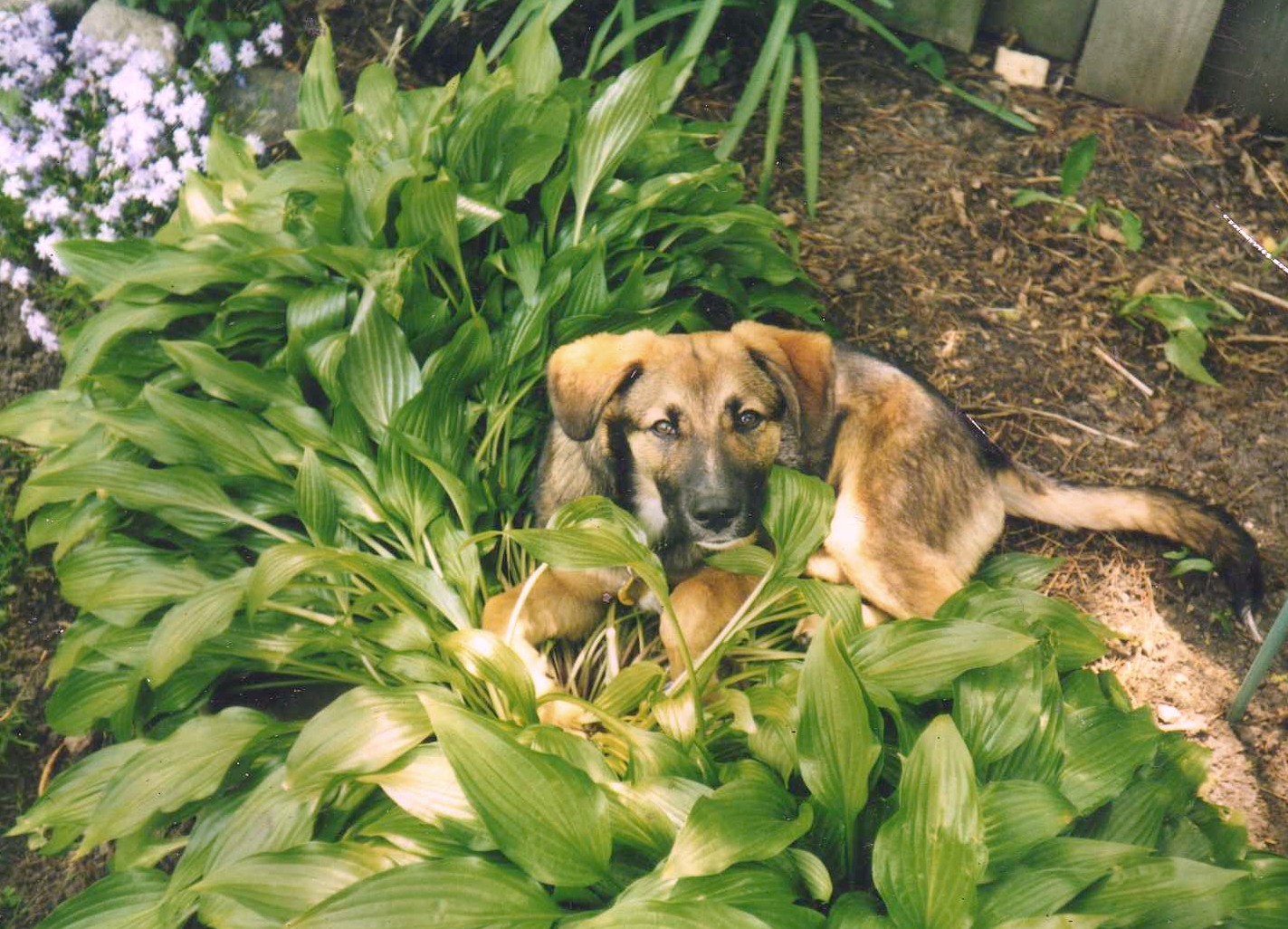 Logo for Wet Works Concrete