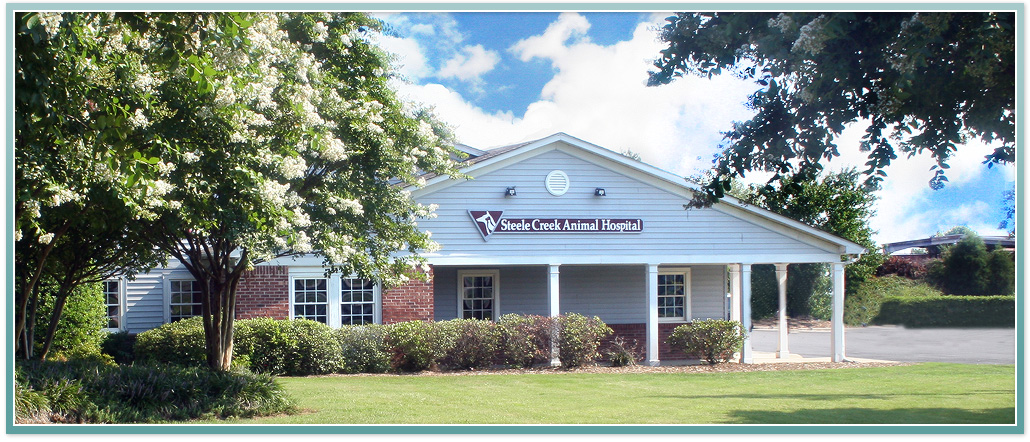 Logo for STEELE CREEK ANIMAL HOSPITAL