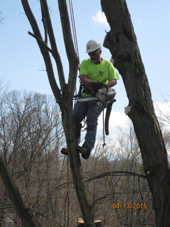 Logo for Vaughan's Tree Svc Inc