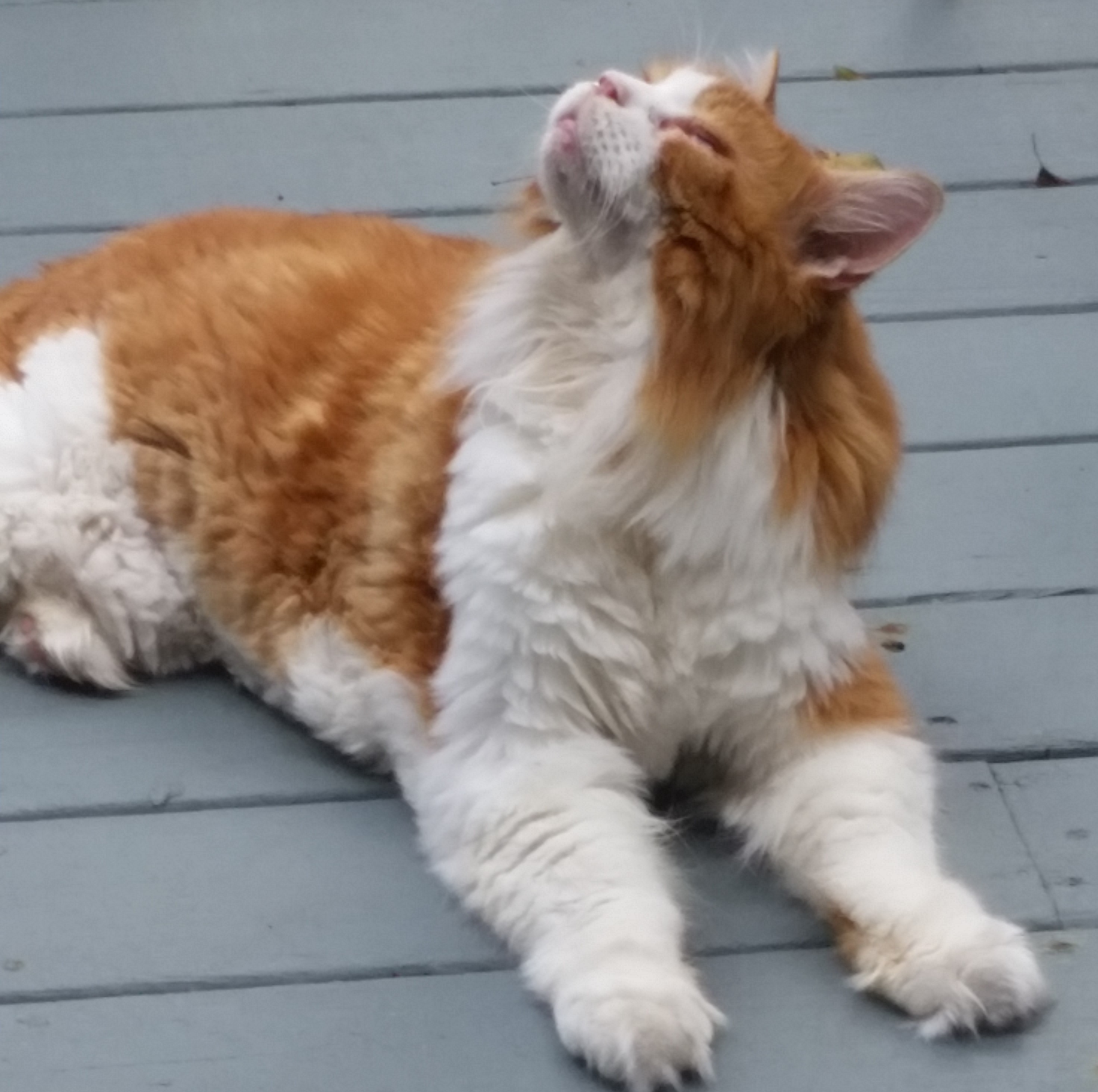 Logo for A Cat Practice Inc