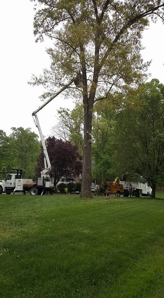 Donald Whorton Tree Service Unlimited Reviews Ashland, VA Angi