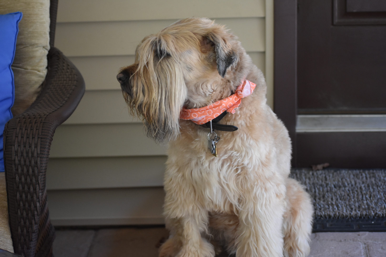 Claws to Paws Pet Sitting & Walking LLC logo