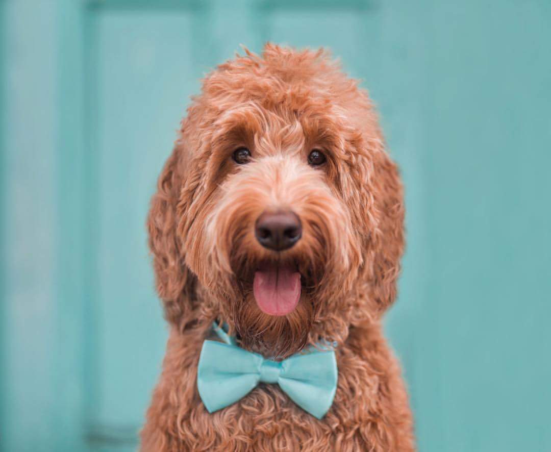 Logo for Pet Paws Self Serve Pet Wash And Grooming Salon