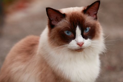 Logo for Tender Care Plus