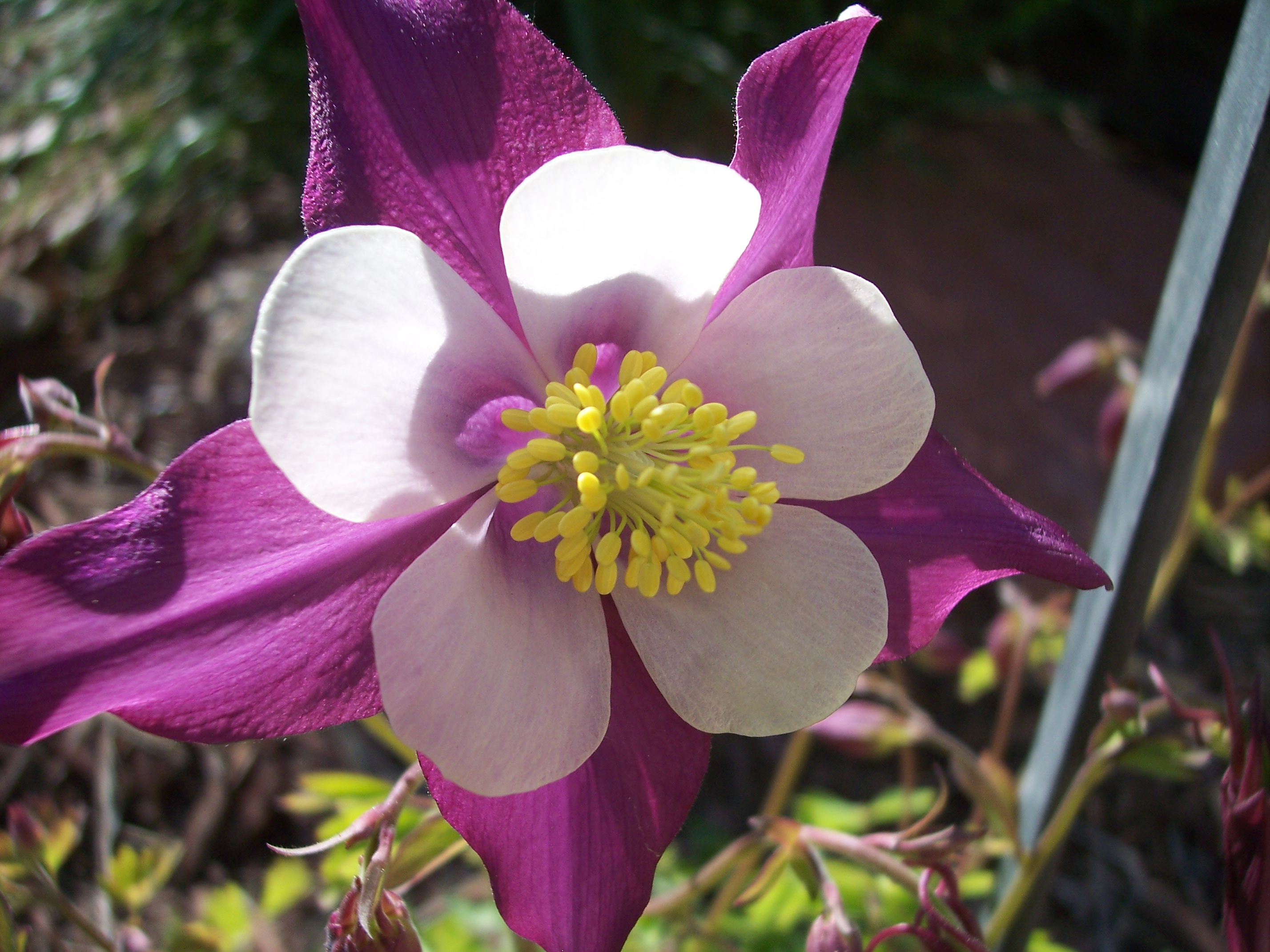 Thomas Floor Covering Reviews Englewood, CO Angi