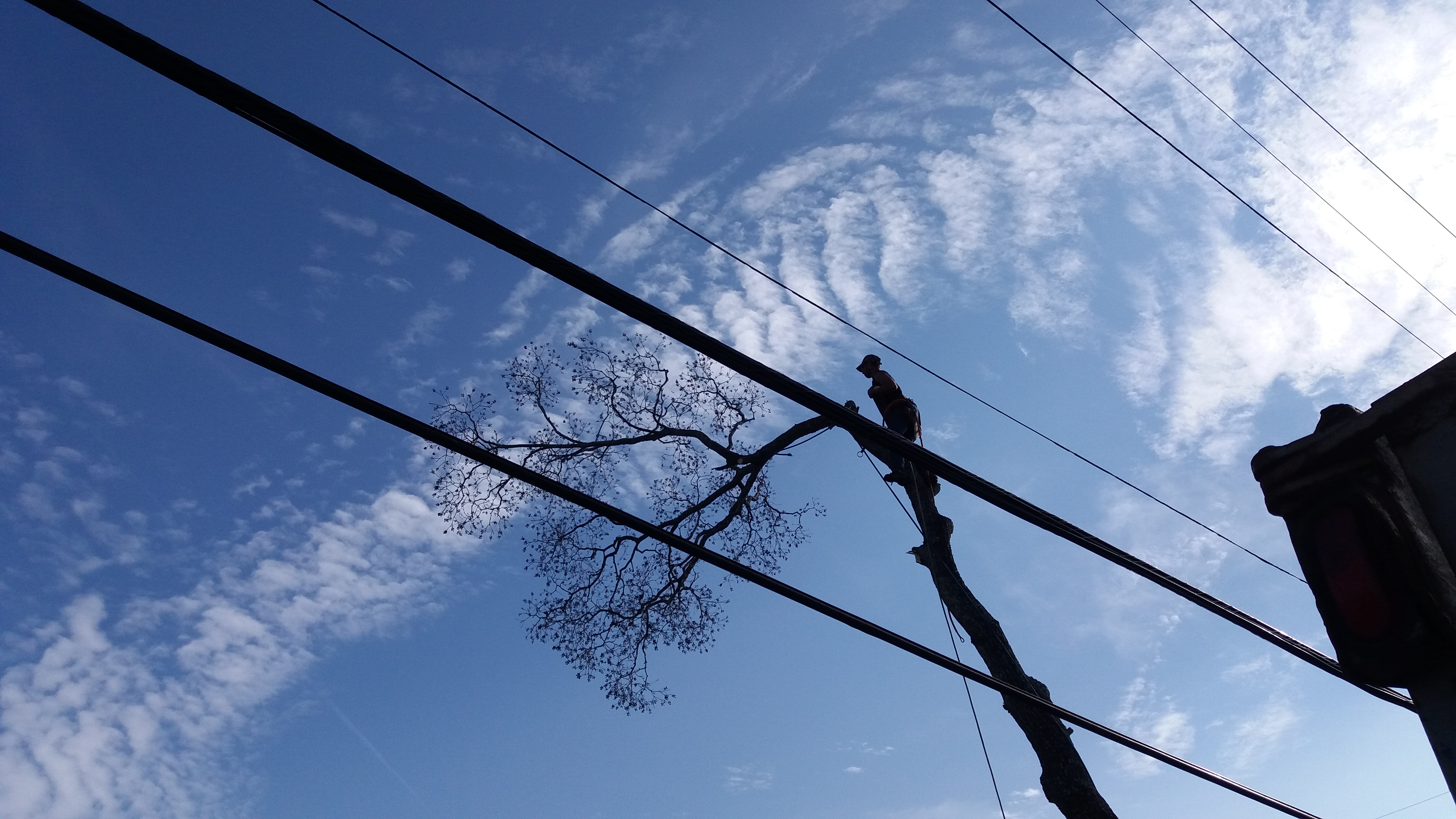 Avatar for Reliable Tree and stump removal