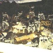 Avatar for Trapper Man's Trapping & Nuisance Control