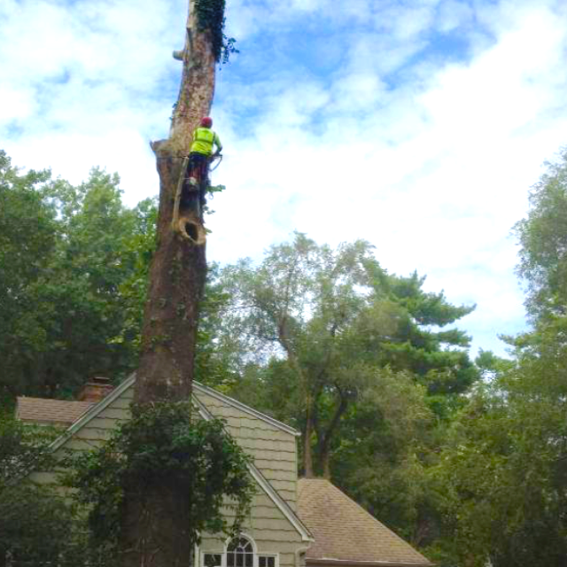 Charter Oaks Tree & Landscaping Co Inc Reviews Westerville, OH Angi