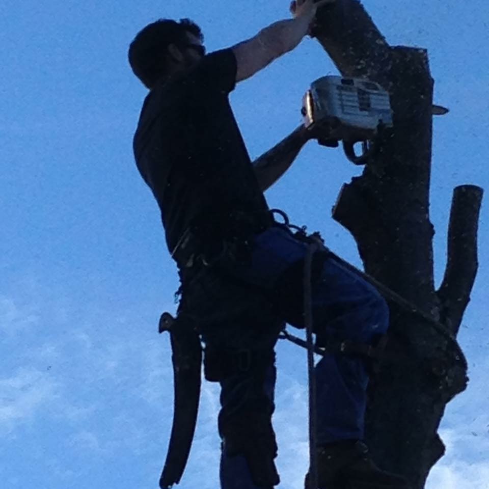 Logo for Bennett Tree Service