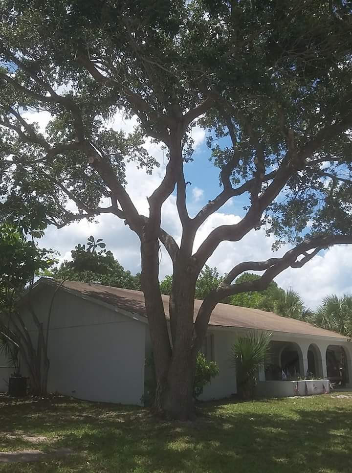 Avatar for John Michaels Tree Services LLC