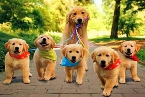 Logo for Happy Hounds Doghouse, LLC