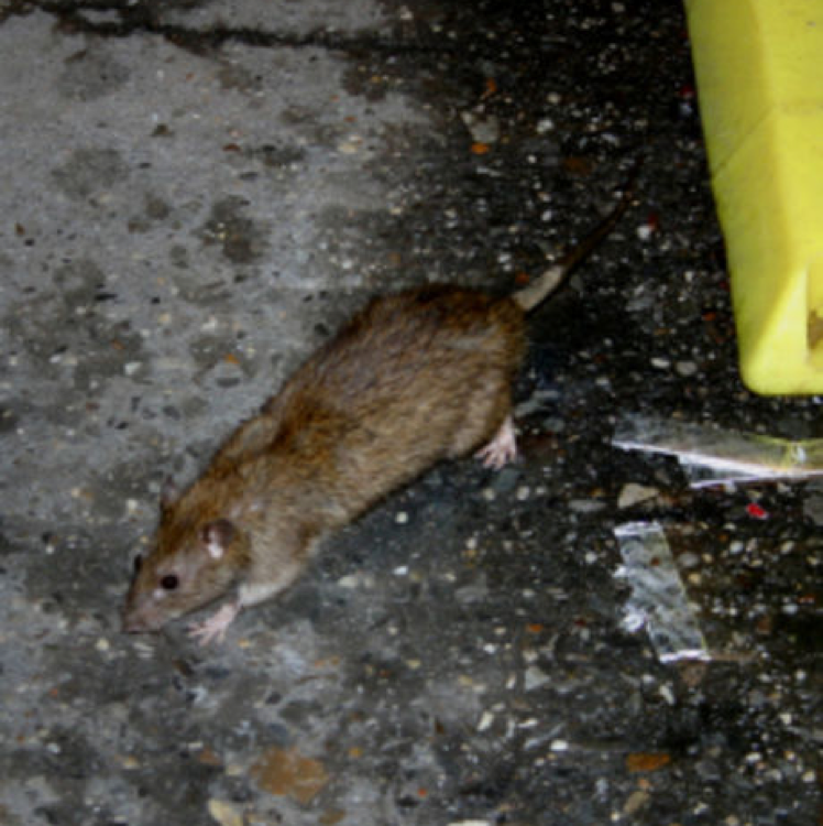 South Bay Rodent Proofing logo