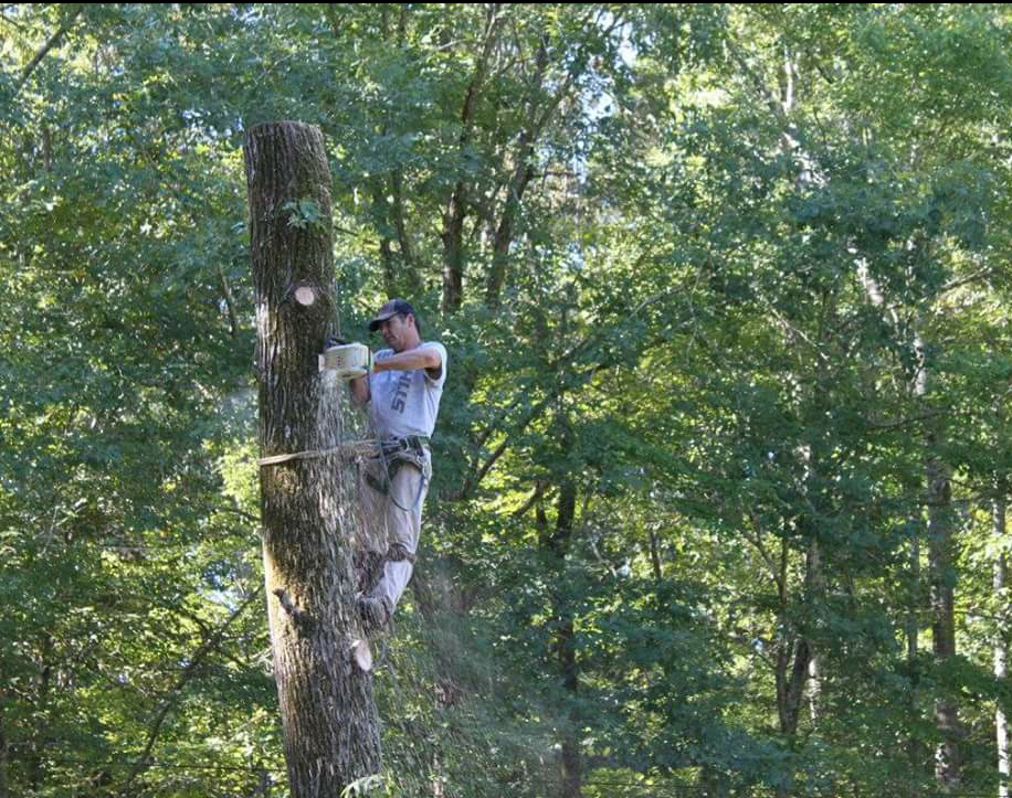 Avatar for Kees Trees, LLC